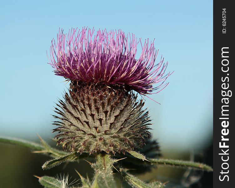 Thorny flowering bur on the sky background. Thorny flowering bur on the sky background.