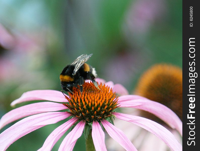 Closeup of a bumblebee climbing a flower petal