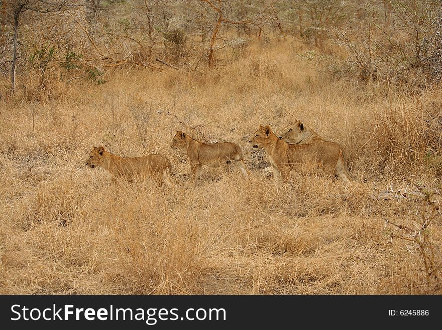 Baby lions with mother in Tanzania, Selous park