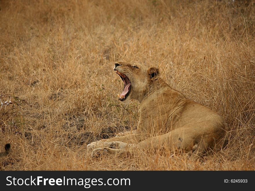 Female lion in Tanzania, Selous park. Female lion in Tanzania, Selous park