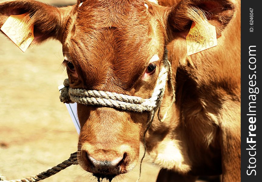 Dreamy eyed young calf at exhibition. Dreamy eyed young calf at exhibition