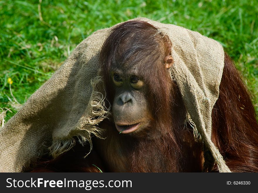 Cute baby orangutan playing on the grass