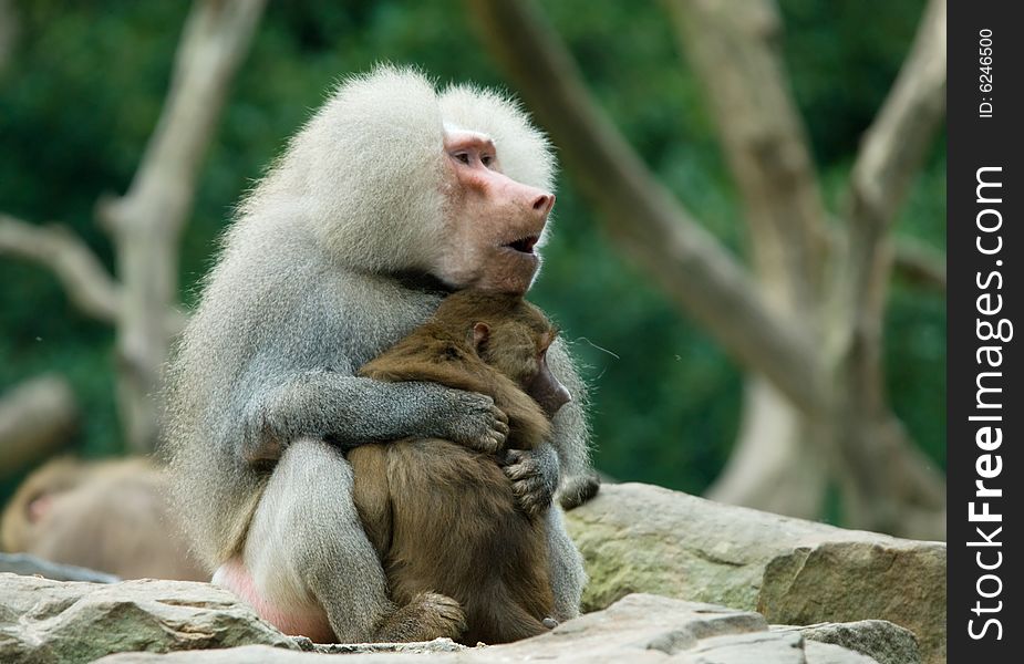 Two baboon monkeys in love. Two baboon monkeys in love