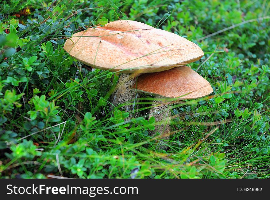 Two mushroom, close up shot