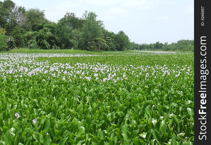 River violet flowers, covering the rivers surface