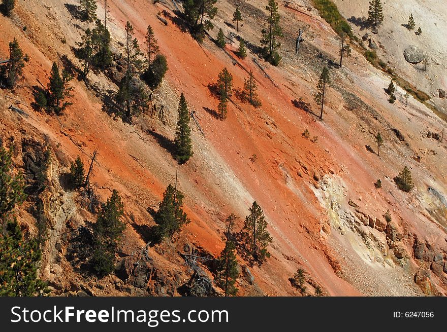 Trees grow on red canyon of the Yellowstone,. Trees grow on red canyon of the Yellowstone,