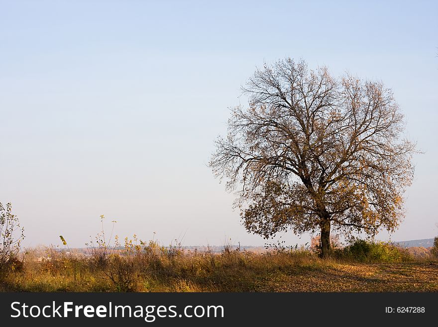 Autumn scene - oak tree on sky background