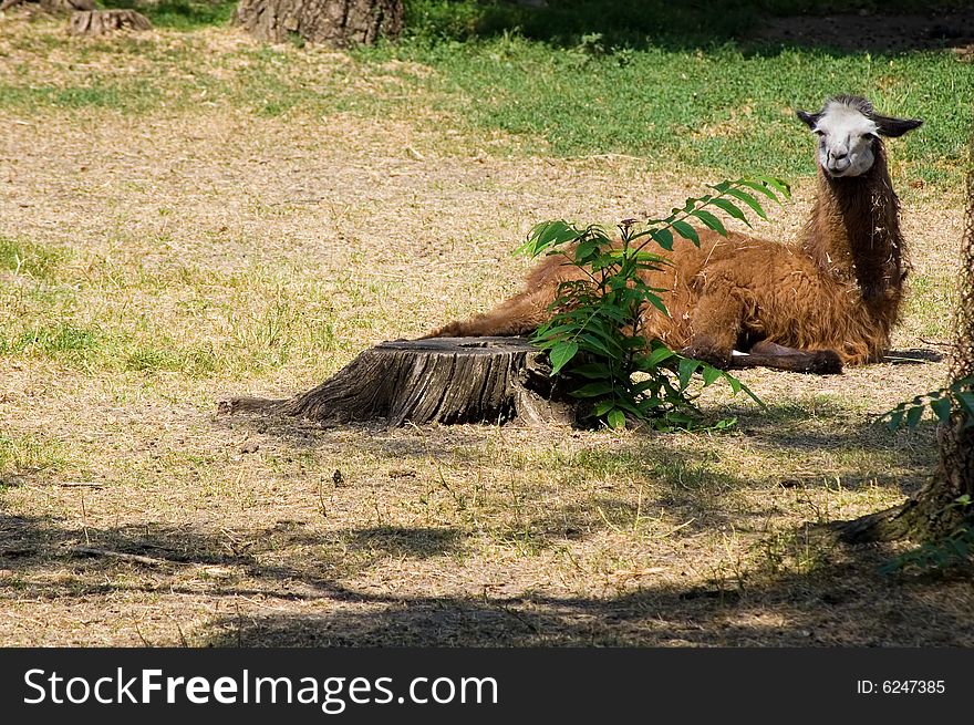 The llama lays on a grass