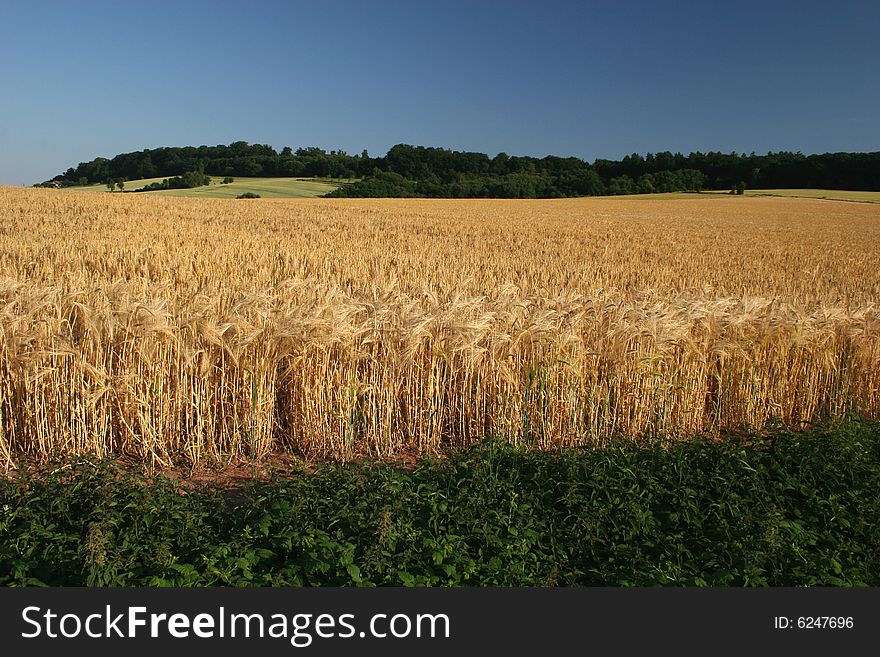 Idyllic barley field in Germany, seen in the north of Hessen near Ahnatal (Kassel). Idyllic barley field in Germany, seen in the north of Hessen near Ahnatal (Kassel)