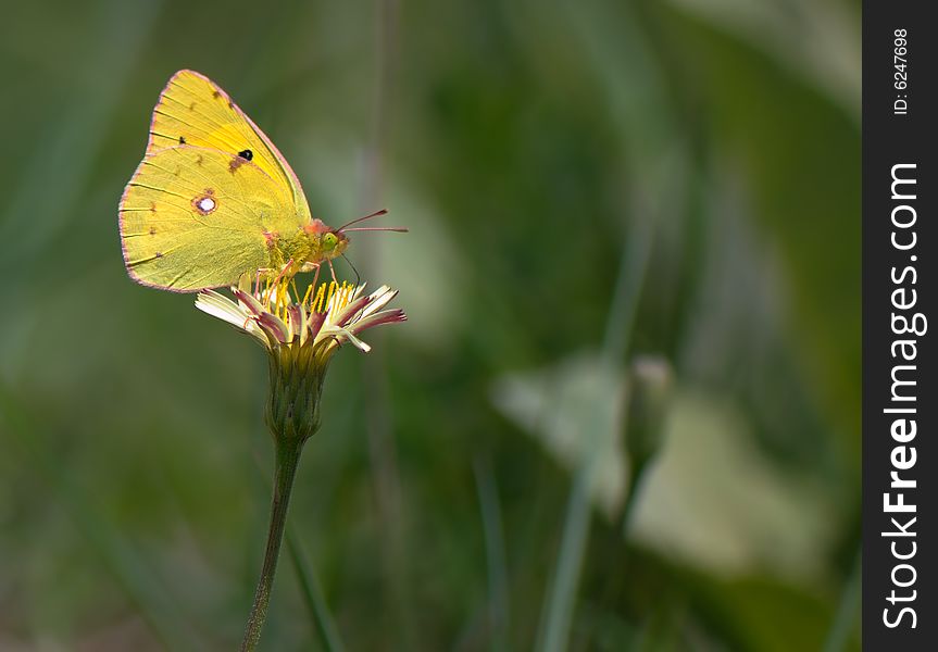 The butterfly sits on a yellow flower and collects nectar. The butterfly sits on a yellow flower and collects nectar