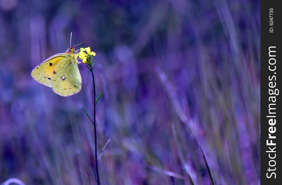 The butterfly sits on a yellow flower and collects nectar. The butterfly sits on a yellow flower and collects nectar