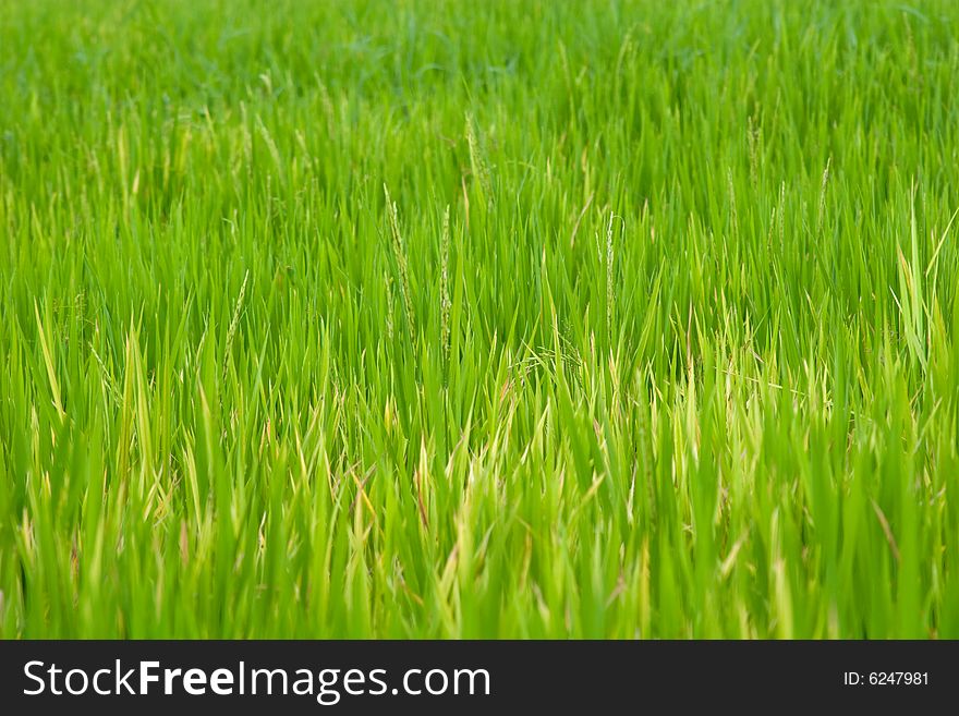 View of rice plants growing in a field. View of rice plants growing in a field