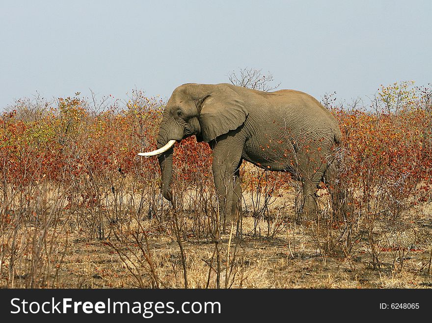 African bull elephant in the colourful winter bush on a sunny bright day. Kruger National Park, South Africa. African bull elephant in the colourful winter bush on a sunny bright day. Kruger National Park, South Africa.