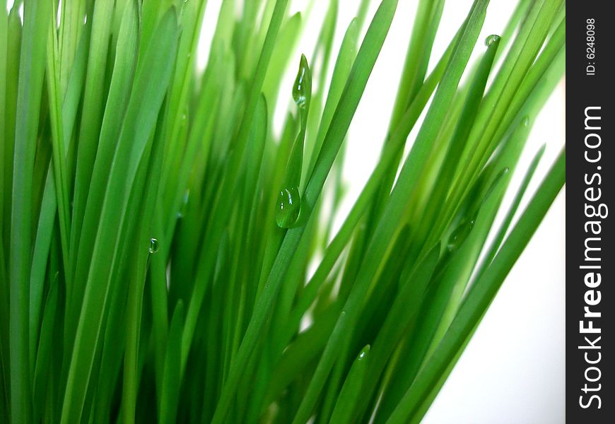 Isolated green grass on white background. Isolated green grass on white background