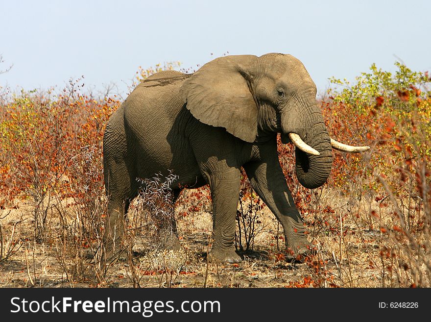 African bull elephant in the colourful winter bush on a sunny bright day. Kruger National Park, South Africa. African bull elephant in the colourful winter bush on a sunny bright day. Kruger National Park, South Africa.