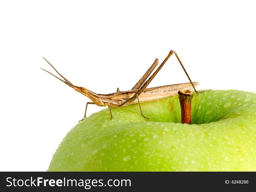 The brown grasshopper sits on a green apple. The brown grasshopper sits on a green apple