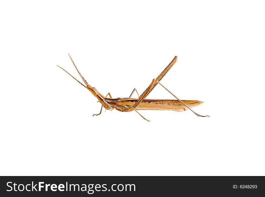 The brown grasshopper is photographed on a white background