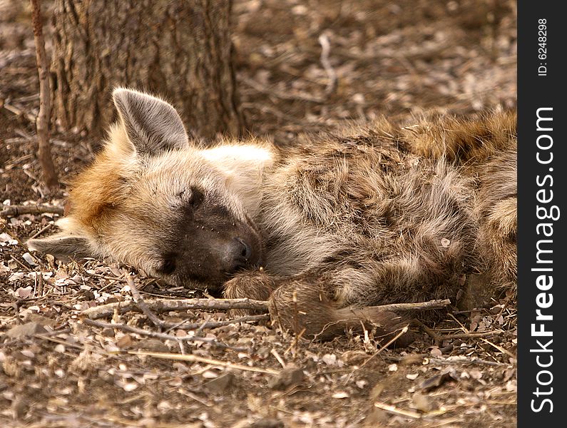 Sleeping hyena in Kruger National Park in South Africa.