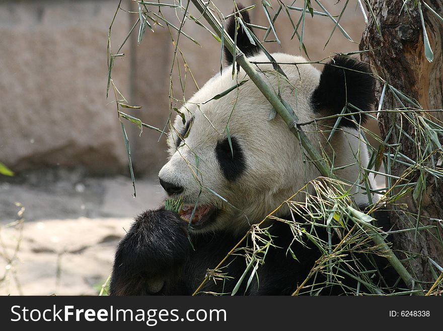The panda chew bamboo