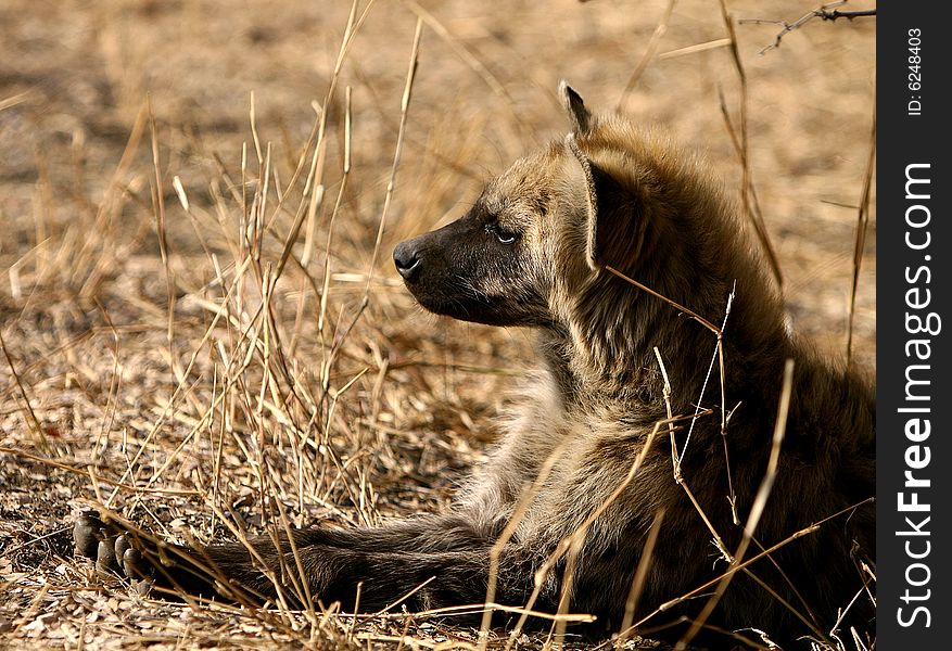 African hyena