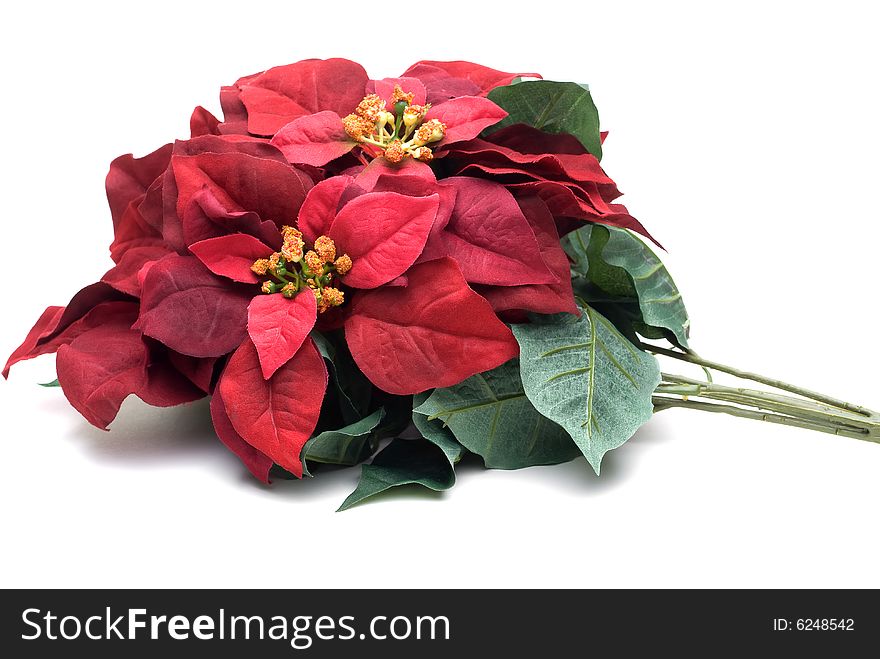 Festive holiday Christmas flowering decorations. Festive holiday Christmas flowering decorations