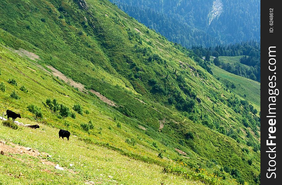 Cows at the flank of Caucasus mountains