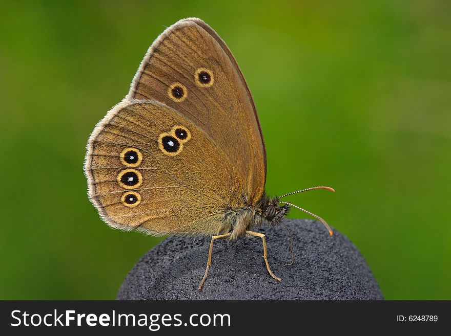 Butterfly butterfly butterfly in poland