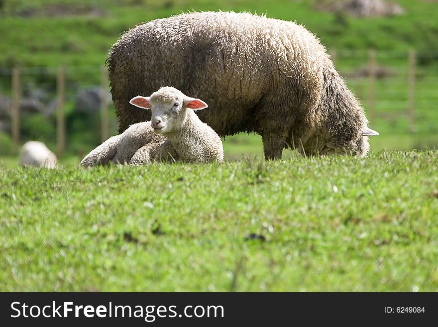 It shows a lamp and a Sheep on the green hills of New Zealand. It shows a lamp and a Sheep on the green hills of New Zealand.