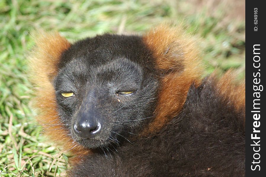 The Red Ruffed Lemur from Madagascar dozing. The Red Ruffed Lemur from Madagascar dozing.