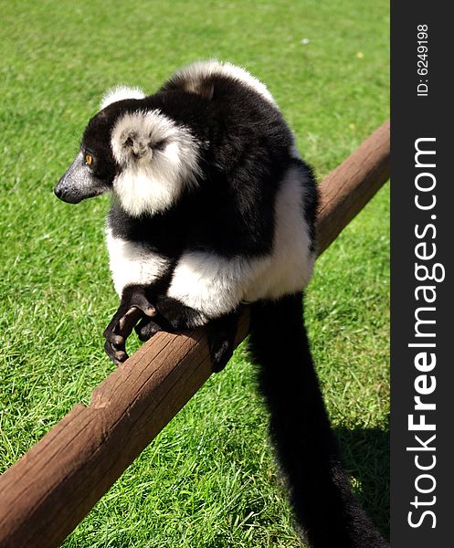 Teh Black and White Ruffed Lemur from Madagascar sitting on fence.