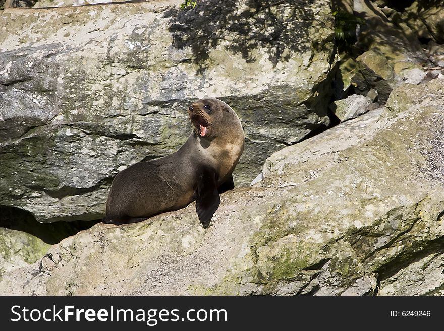 It shows a seal on the beach of New Zeland