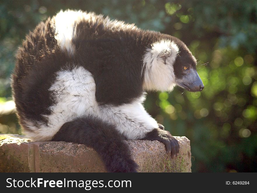 The Black and White Ruffed Lemur from Madagascar sitting on rock. The Black and White Ruffed Lemur from Madagascar sitting on rock.