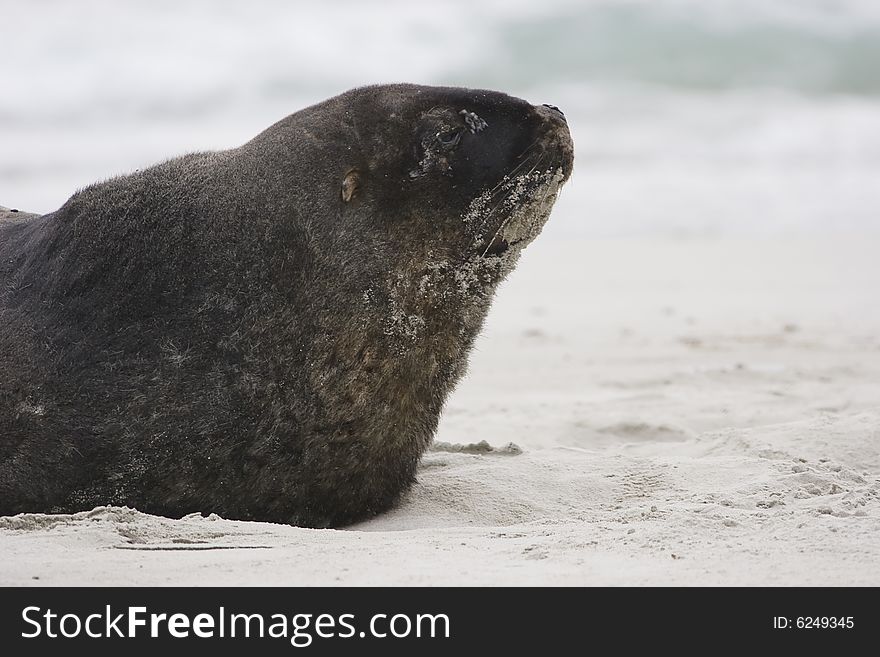 It shows a seal on the beach of New Zeland. It shows a seal on the beach of New Zeland