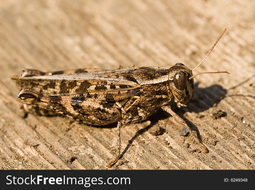 Grasshopper sitting on a board