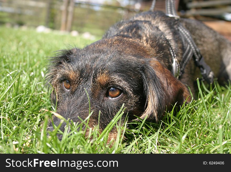 Sad wire-haired dachshund lying on a grass. Sad wire-haired dachshund lying on a grass