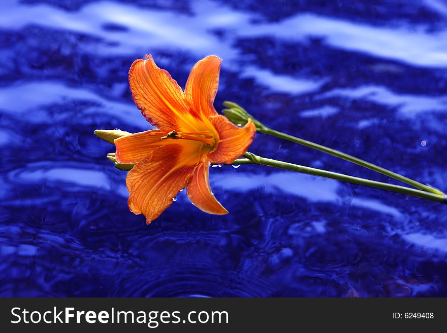 Orange lily isolated on white