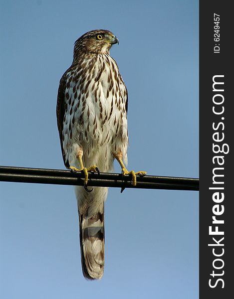 A beautiful falcon on top of a electric cable whith a blue sky. A beautiful falcon on top of a electric cable whith a blue sky.