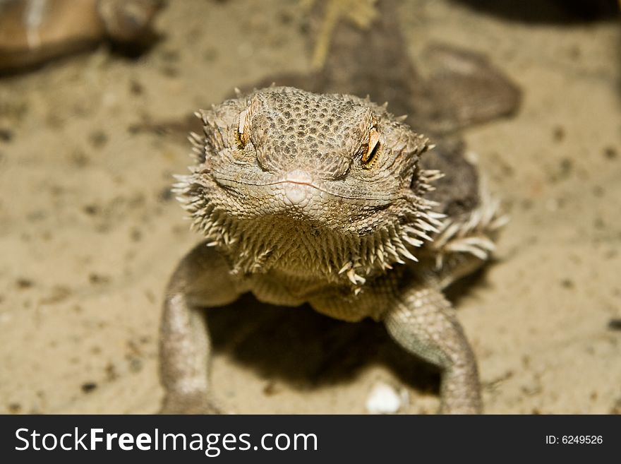 Lizard pogona vitticept looks at you