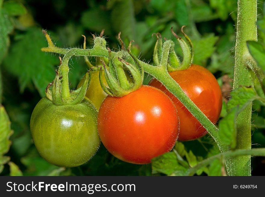 Fresh tomatoes on the branch. Fresh tomatoes on the branch