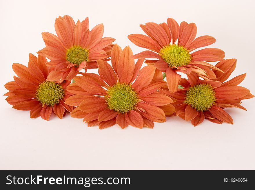 Five orange daisies on white background