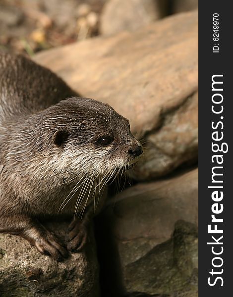 Animals: otter looking to the right with rocks in the background