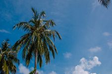 Palm Trees At Maldives Stock Photography Palm Trees At Maldives Stock Photography