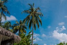 Palm Trees At Maldives Royalty Free Stock Photos Palm Trees At Maldives Royalty Free Stock Photos