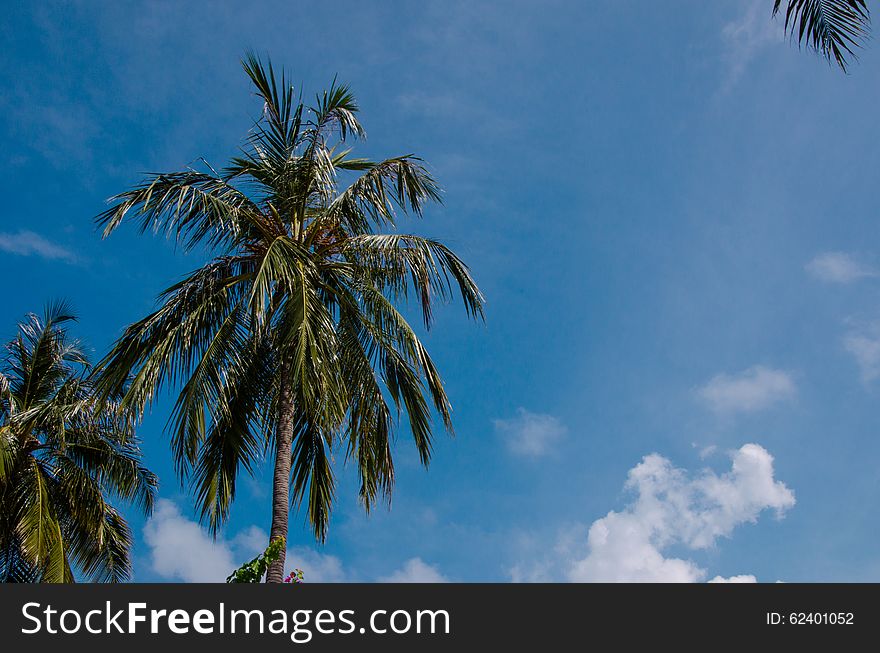 Palm trees at Maldives
