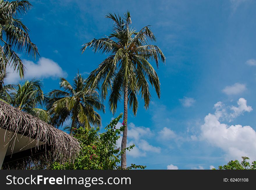 Palm trees at Maldives