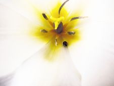 Inside Of A Flower Stock Photo Inside Of A Flower Stock Photo