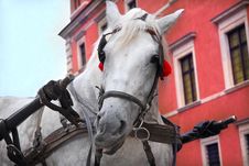 Horse Carriage Stock Photo