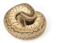 Ball Python (Python Regius) Stock Photos Ball Python (Python Regius) Stock Photos