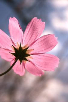 Pink Cosmos Flower. - Free Stock Images & Photos - 6630459