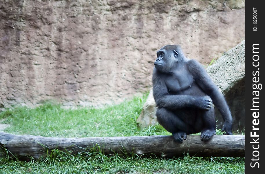 Female gorilla crouching on fallen log in Barcelona Zoo. Female gorilla crouching on fallen log in Barcelona Zoo